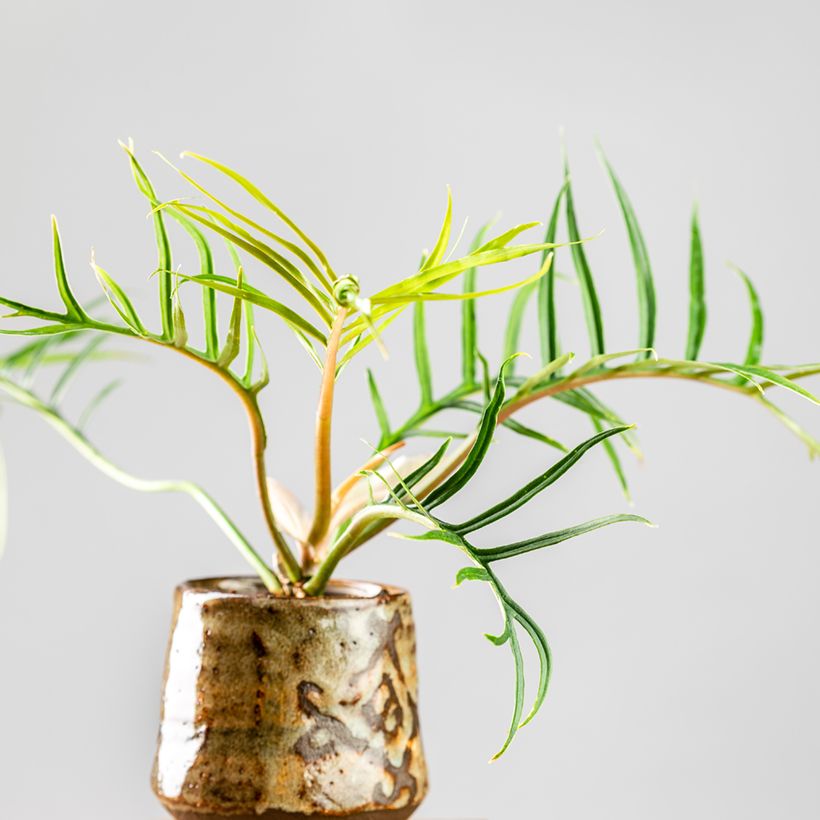 Philodendron tortum (Groeiplaats)