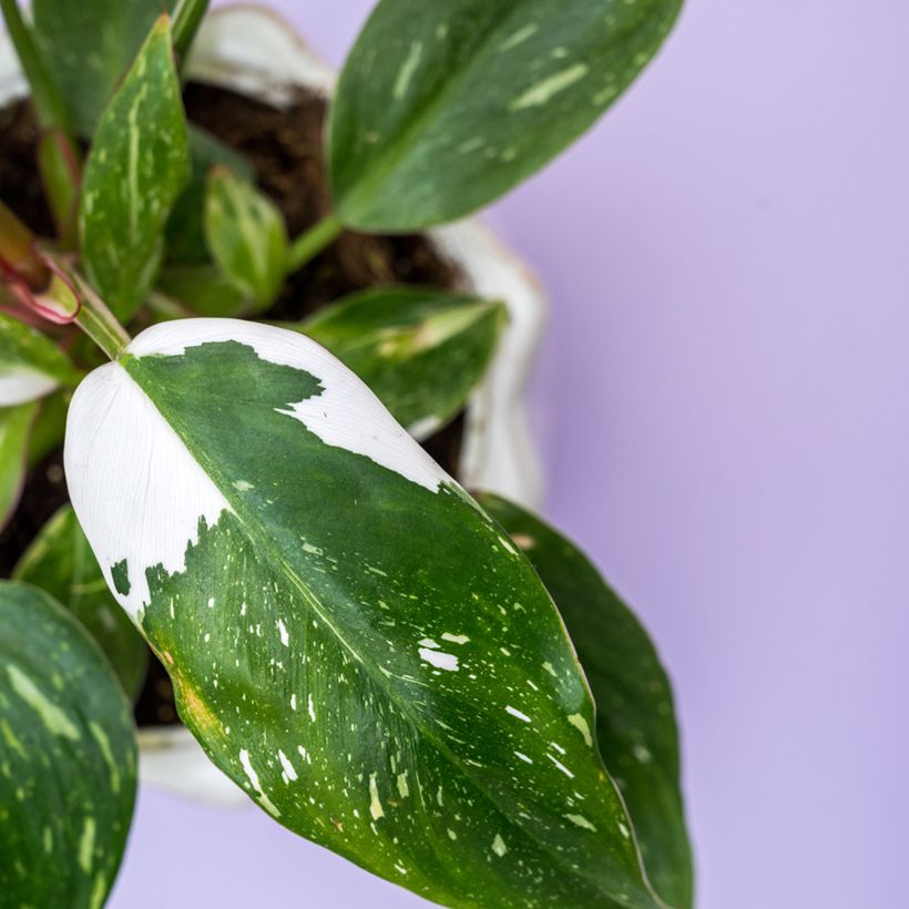 Philodendron White Wizard (Blad)