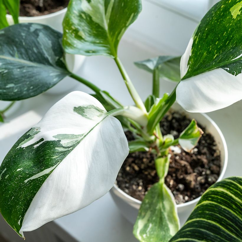 Philodendron White Princess (Blad)