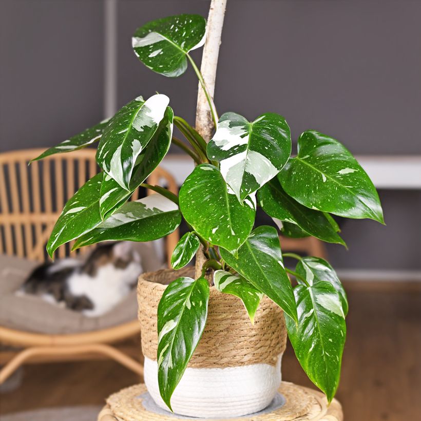 Philodendron White Princess (Groeiplaats)