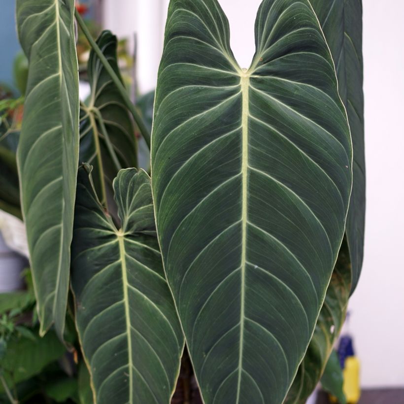 Philodendron melanochrysum - Zwartgoudphilodendron (Blad)