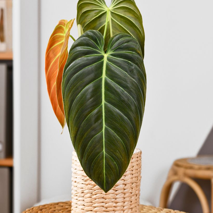 Philodendron melanochrysum - Zwartgoudphilodendron (Groeiplaats)