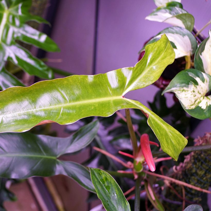 Philodendron mexicanum (Blad)
