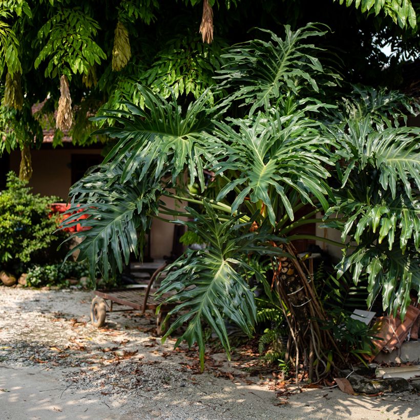 Philodendron radiatum (Groeiplaats)