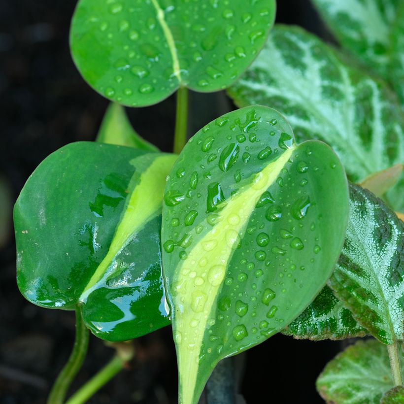 Philodendron Brasil (Blad)