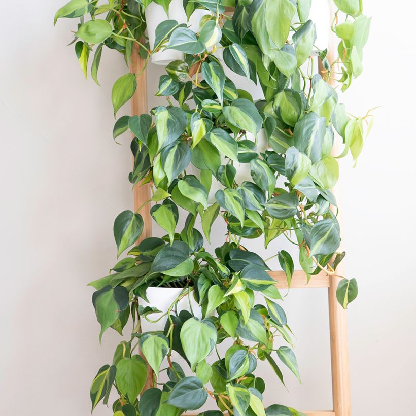 Philodendron Brasil (Groeiplaats)