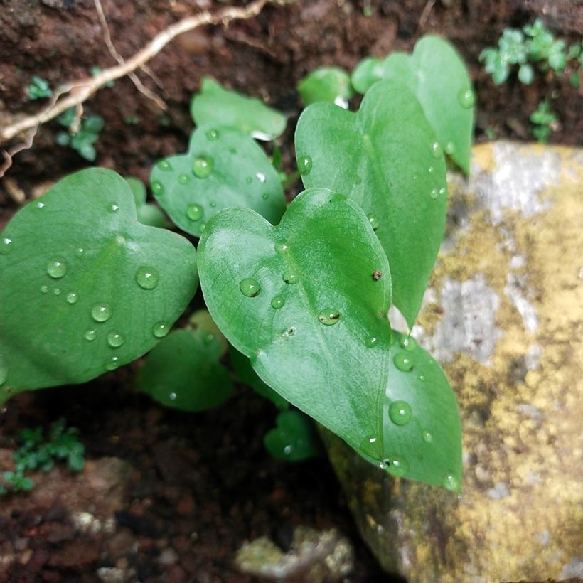 Philodendron hederaceum - Hartbladige philodendron (Blad)