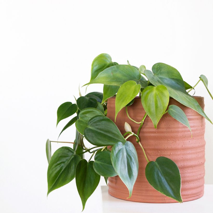 Philodendron hederaceum - Hartbladige philodendron (Groeiplaats)