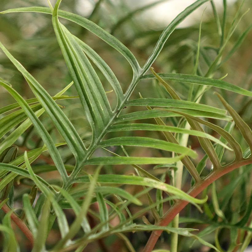 Philodendron tortum (Blad)