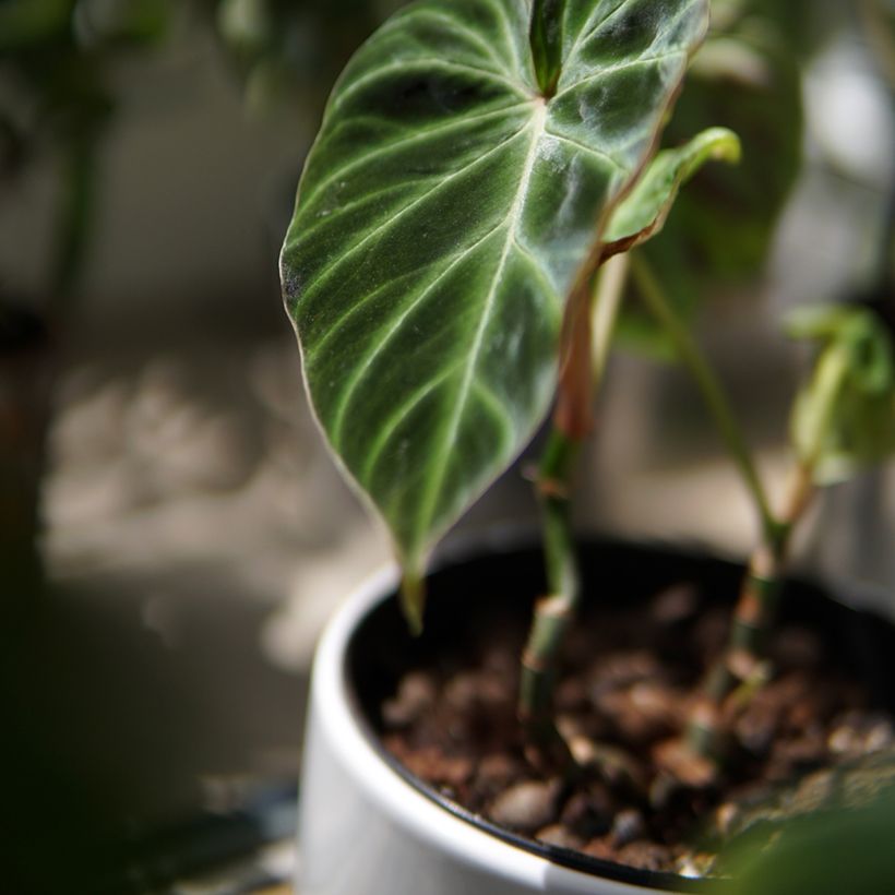 Philodendron verrucosum (Blad)