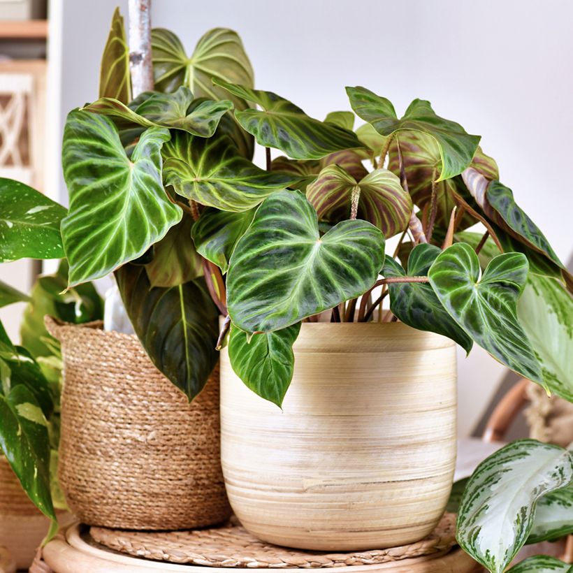 Philodendron verrucosum (Groeiplaats)