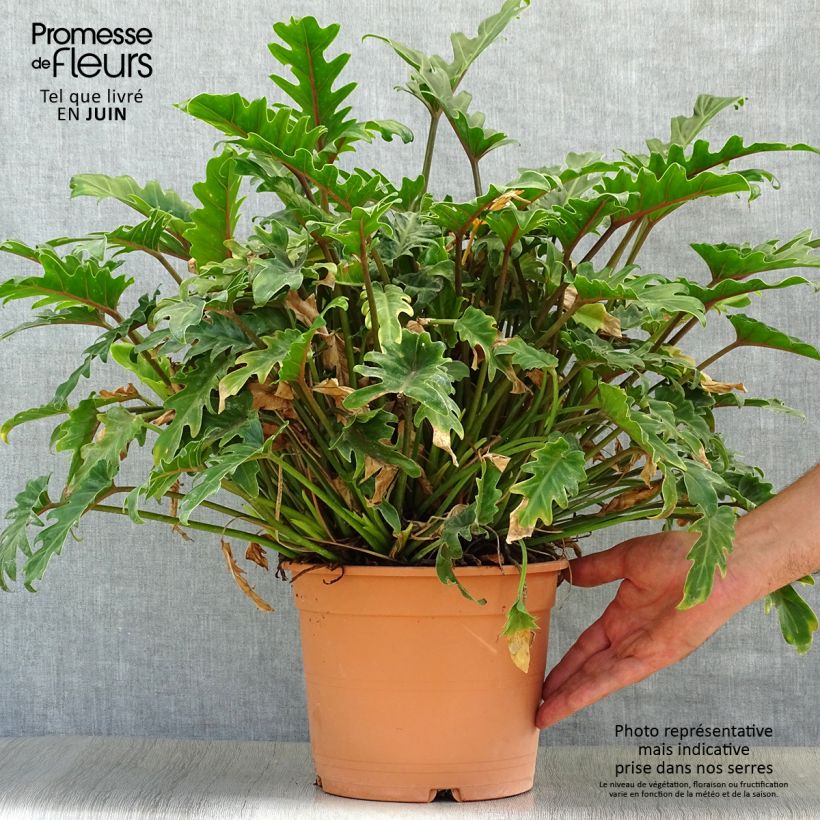 Exemplaar van Philodendron xanadu - Xanadu Pot van 3 l/4 l zoals geleverd in de zomer