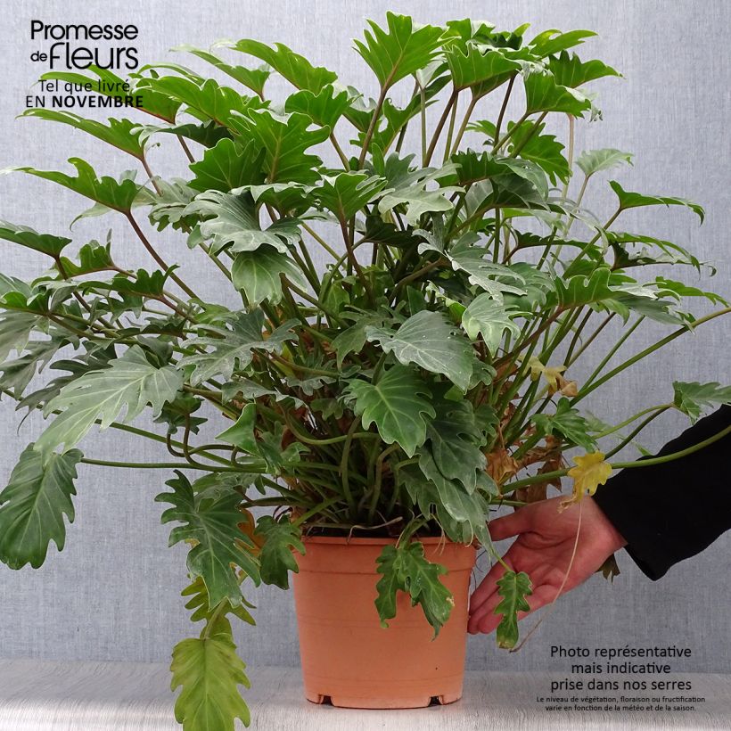 Exemplaar van Philodendron xanadu - Xanadu Pot van 3 l/4 l zoals geleverd in de herfst