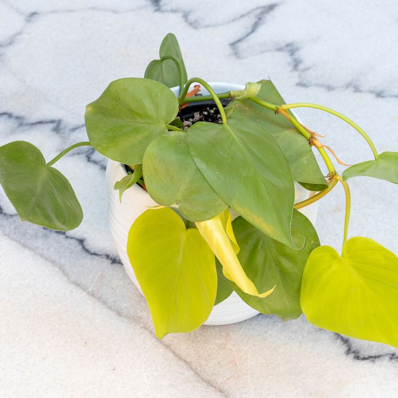 Philodendron Neon (Groeiplaats)