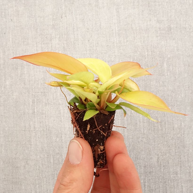 Example of Philodendron Prince of Orange Mini-plante as you get in printemps