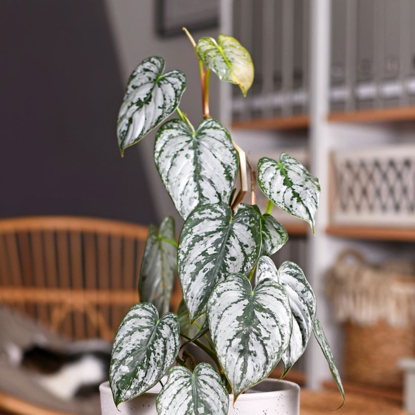 Philodendron brandtianum (Blad)