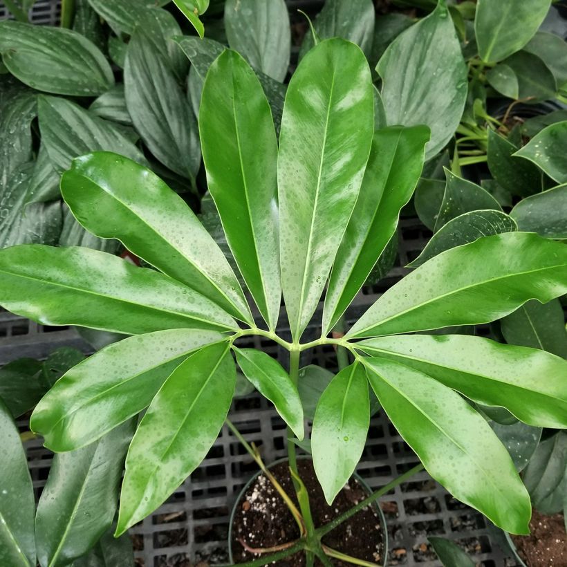 Philodendron goeldii (Blad)