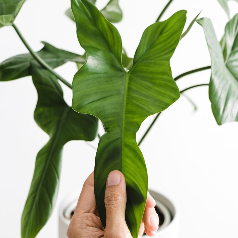 Philodendron longilobatum (Blad)