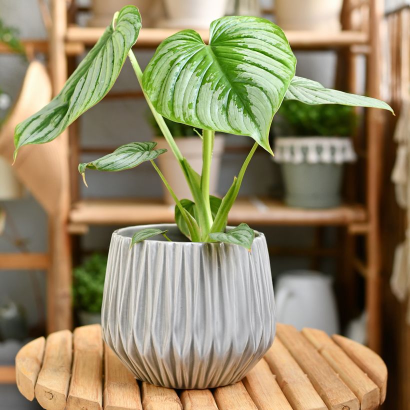 Philodendron mamei (Groeiplaats)