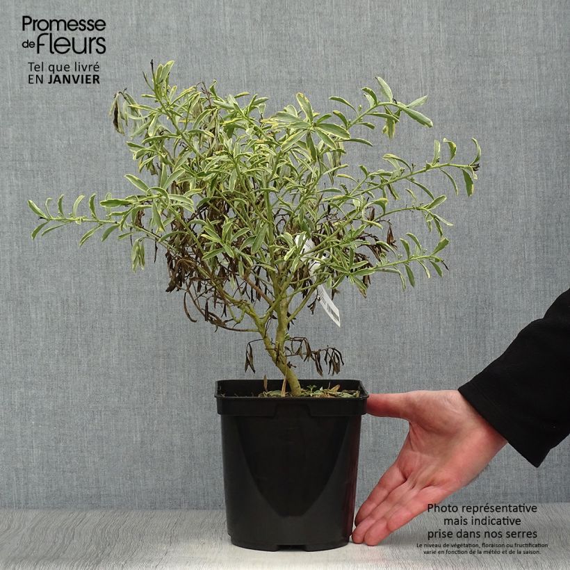 Example of Philotheca (Eriostemon) myoporoides Gold Touch  Pot van 3 l/4 l as you get in hiver