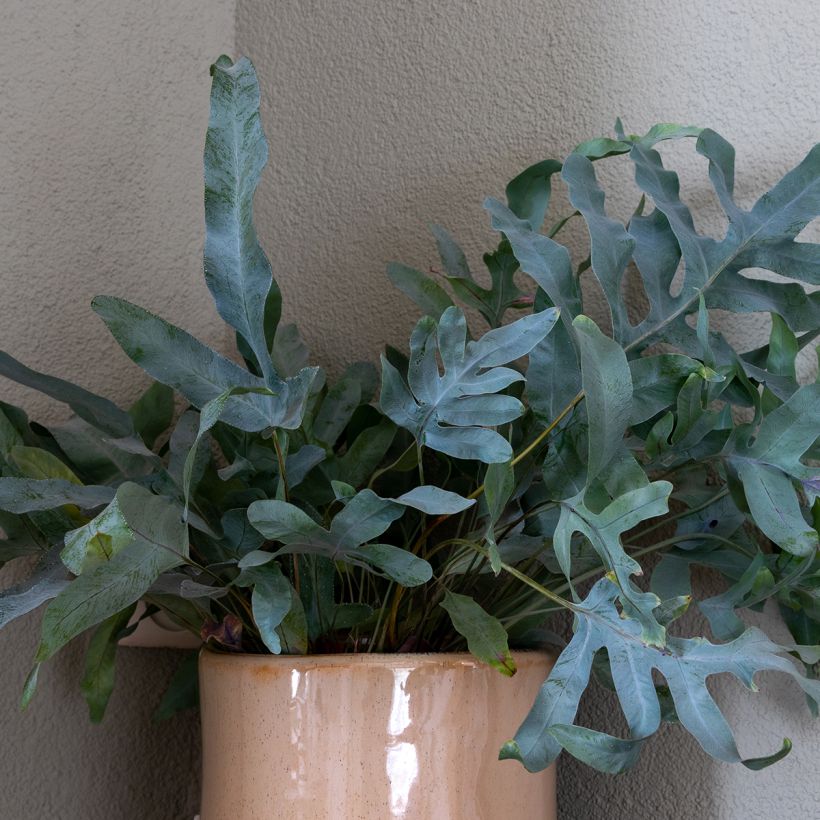 Phlebodium Blue Star - Blauwe varen (Blad)