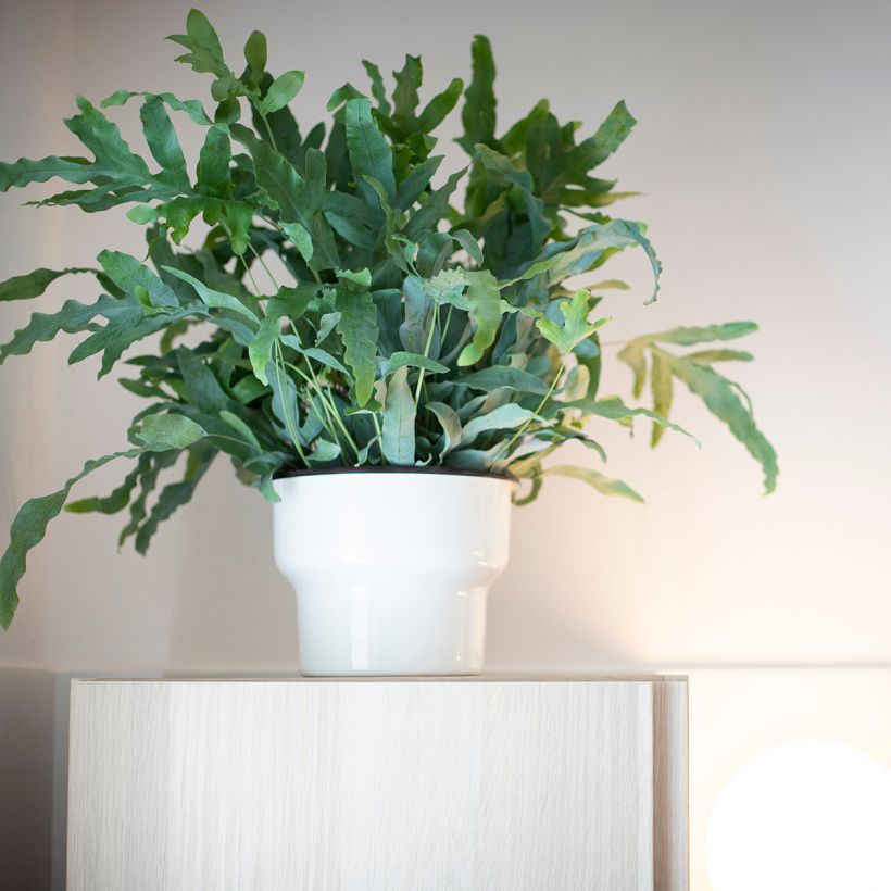 Phlebodium Blue Star - Blauwe varen (Groeiplaats)