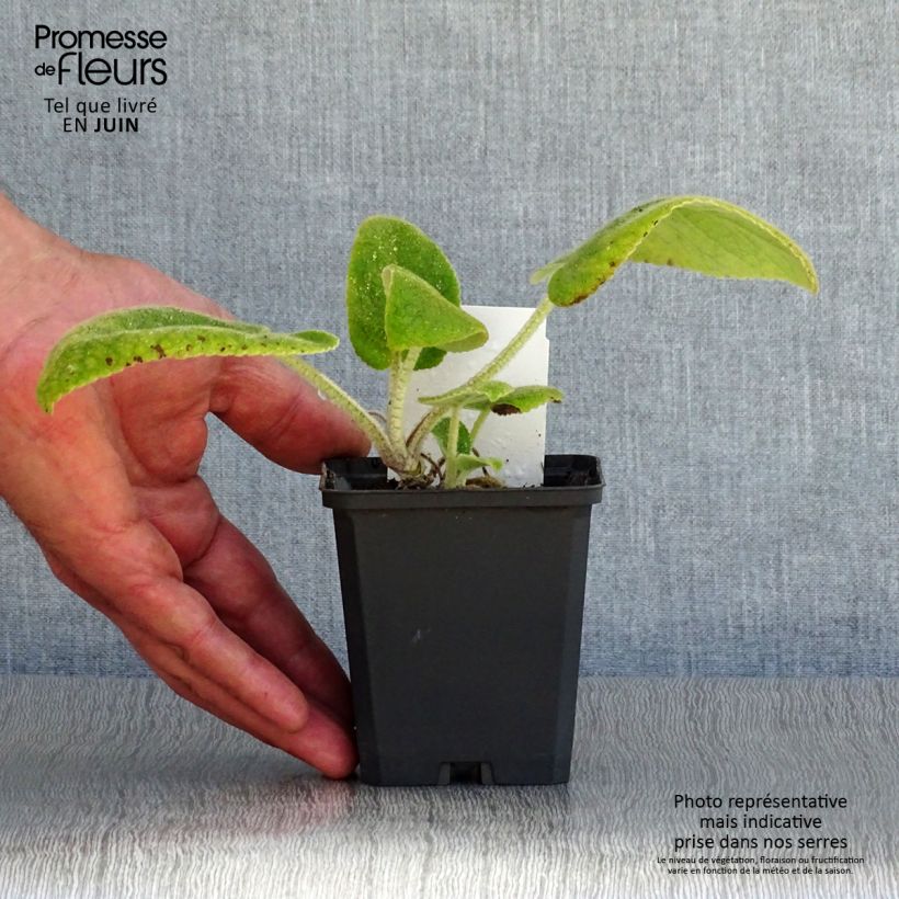 Exemplaar van Phlomis russeliana - Brandkruid Kweekpotje van 8/9 cm zoals geleverd in de zomer