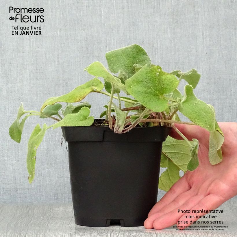 Example of Phlomis de Russell - Phlomis russeliana Pot van 2 l/3 l as you get in hiver