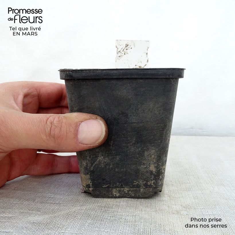 Exemplaar van Phlomis cashmeriana - Brandkruid Kweekpotje van 8/9 cm zoals geleverd in de lente