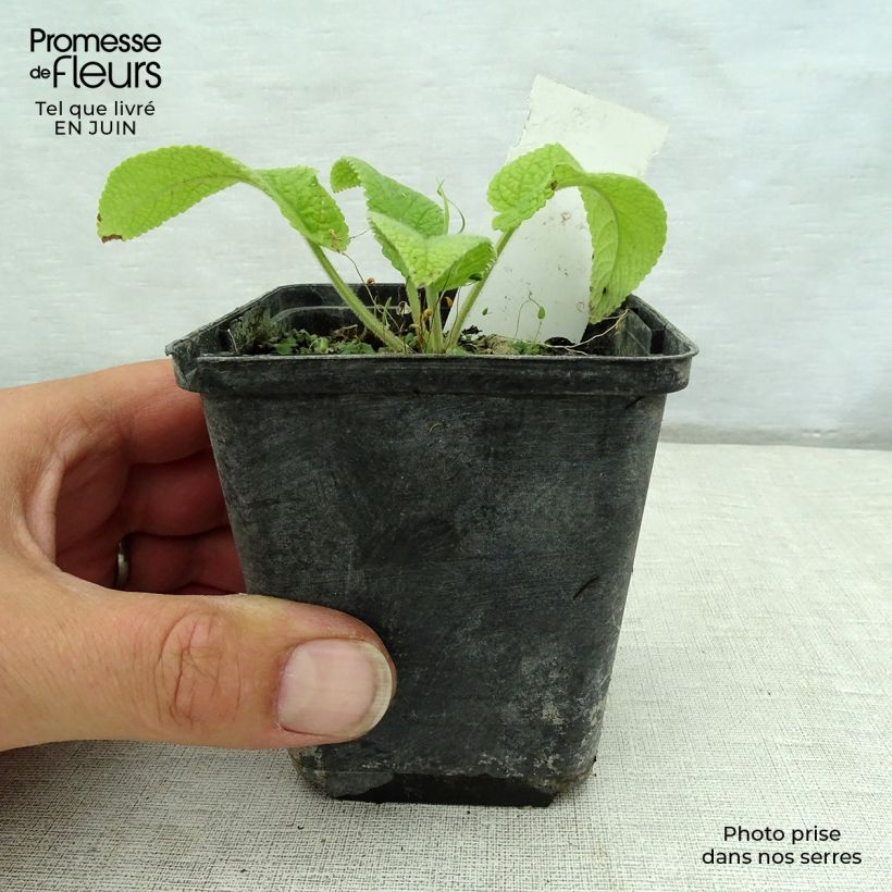 Exemplaar van Phlomis cashmeriana - Brandkruid Kweekpotje van 8/9 cm zoals geleverd in de zomer