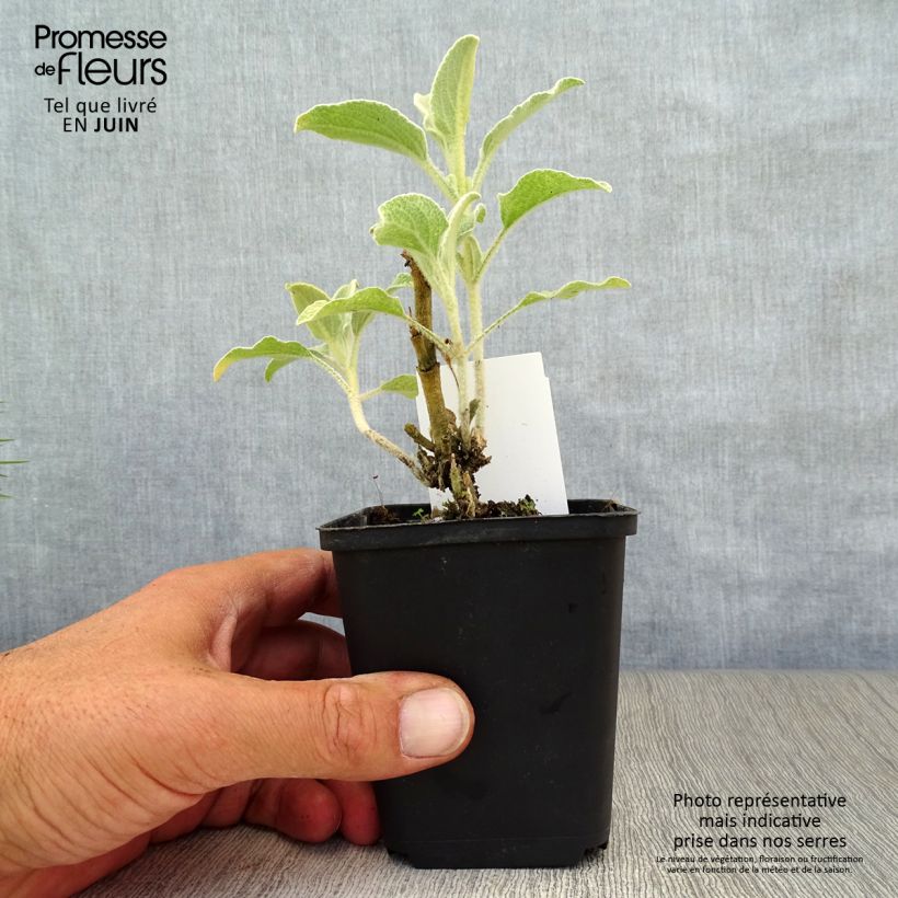 Exemplaar van Brandkruid - Phlomis fruticosa Kweekpotje van 8/9 cm zoals geleverd in de zomer