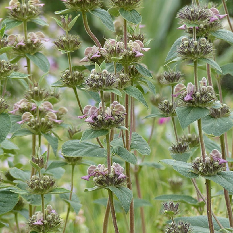 Phlomis samia - Brandkruid (Flowering)