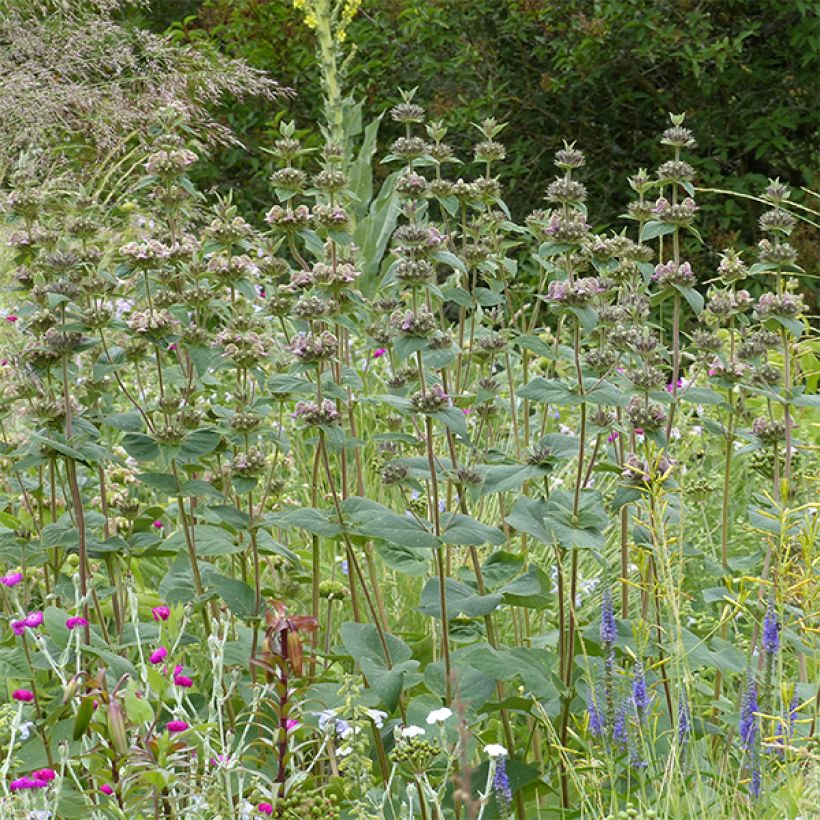 Phlomis samia - Brandkruid (Plant habit)