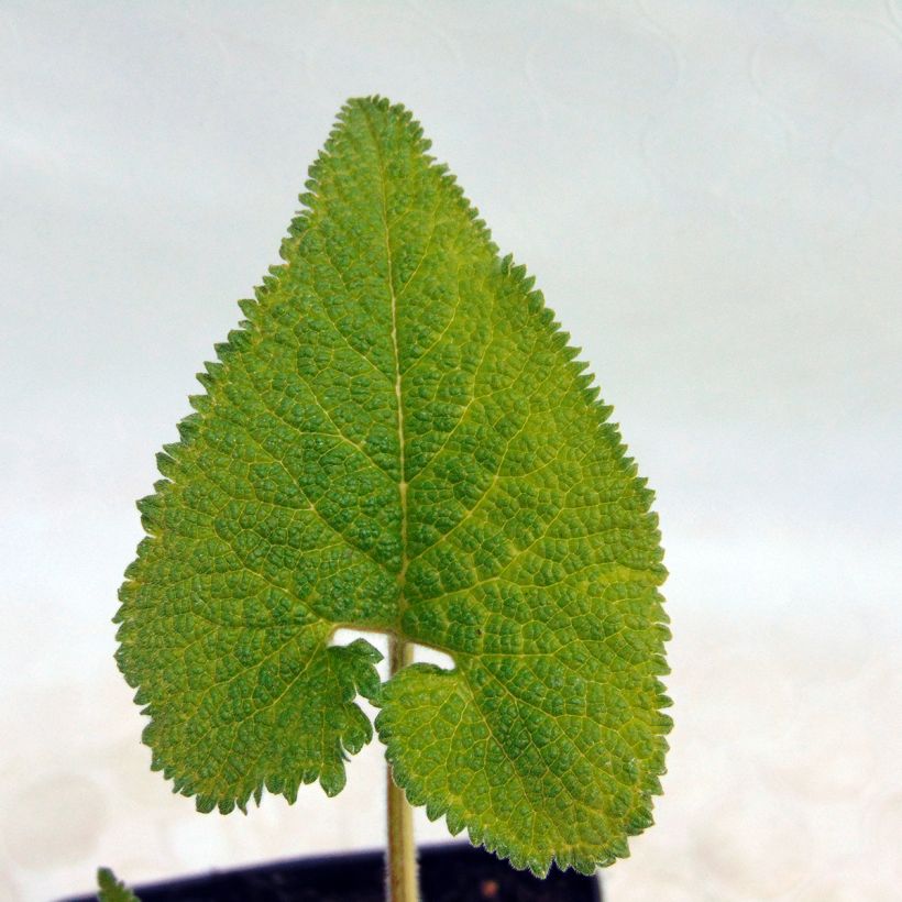 Phlomis tuberosa Amazone - Brandkruid (Foliage)