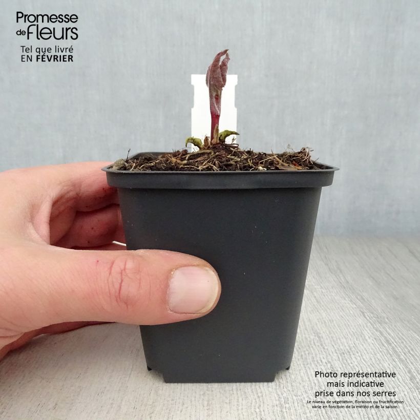 Example of Phlomis tubéreux - Phlomis tuberosa Amazone Kweekpotje van 8/9 cm as you get in hiver