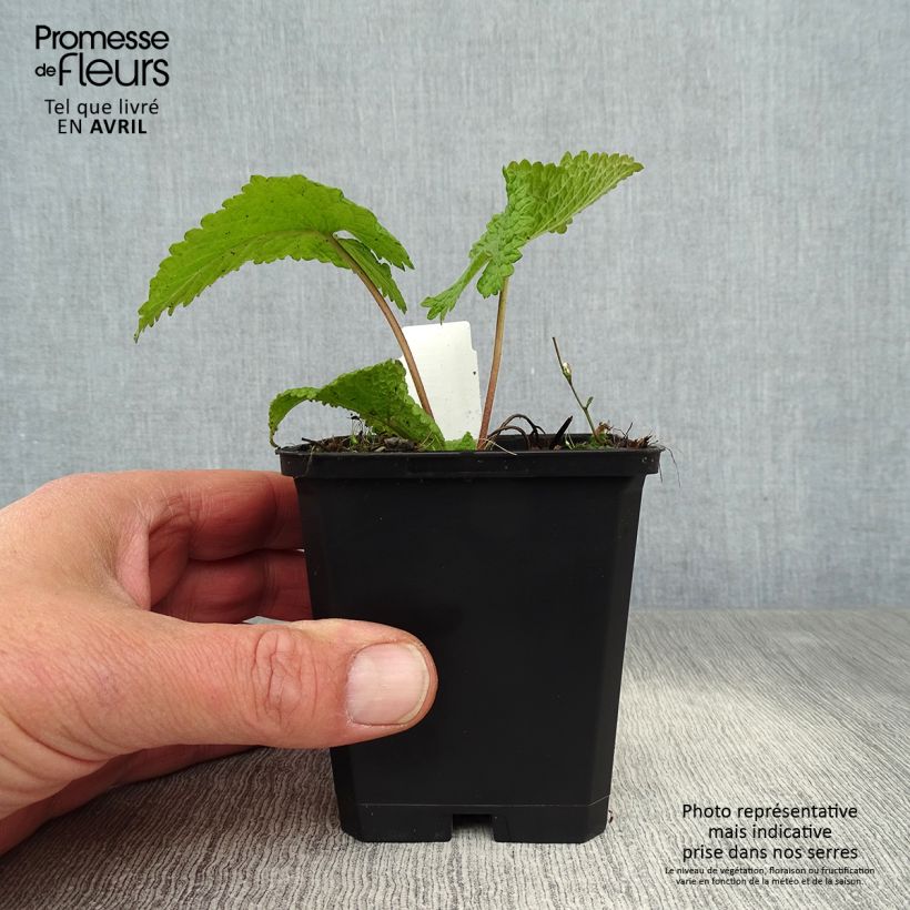 Exemplaar van Phlomis tuberosa Amazone - Brandkruid Kweekpotje van 8/9 cm zoals geleverd in de lente