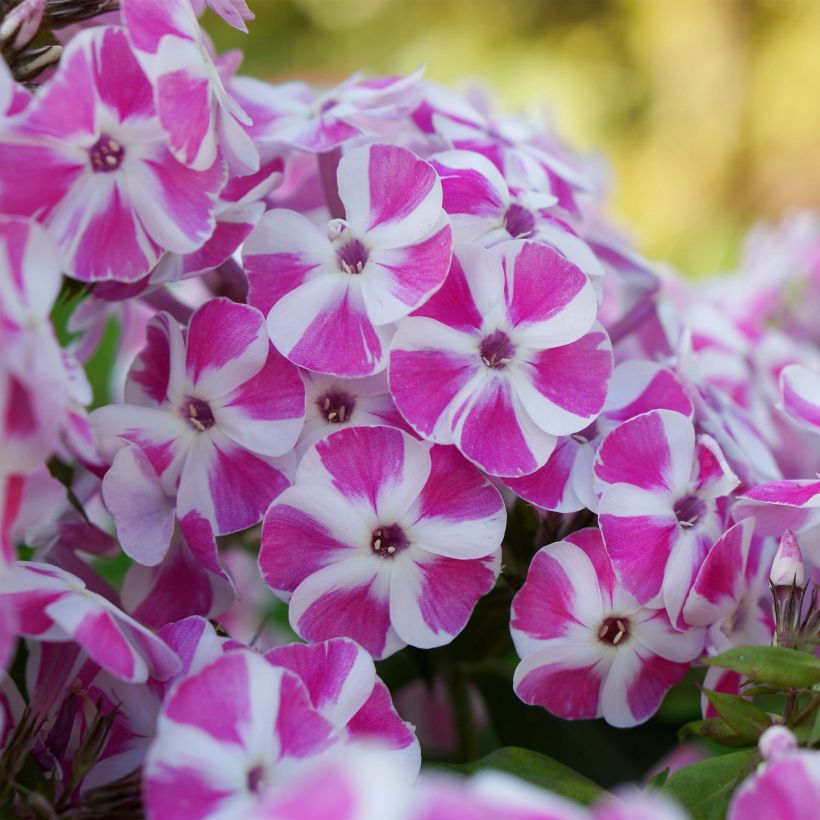 Phlox paniculata Bambini Candy Crush - Vlambloem (Flowering)