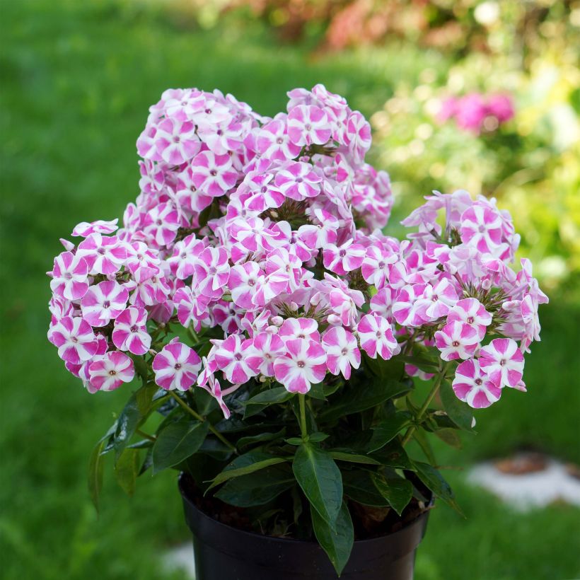 Phlox paniculata Bambini Candy Crush - Vlambloem (Plant habit)