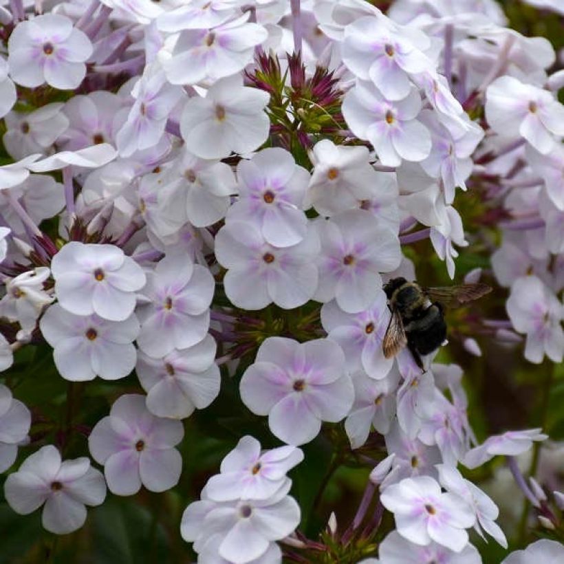 Phlox Fashionably Early Crystal - Vlambloem (Flowering)