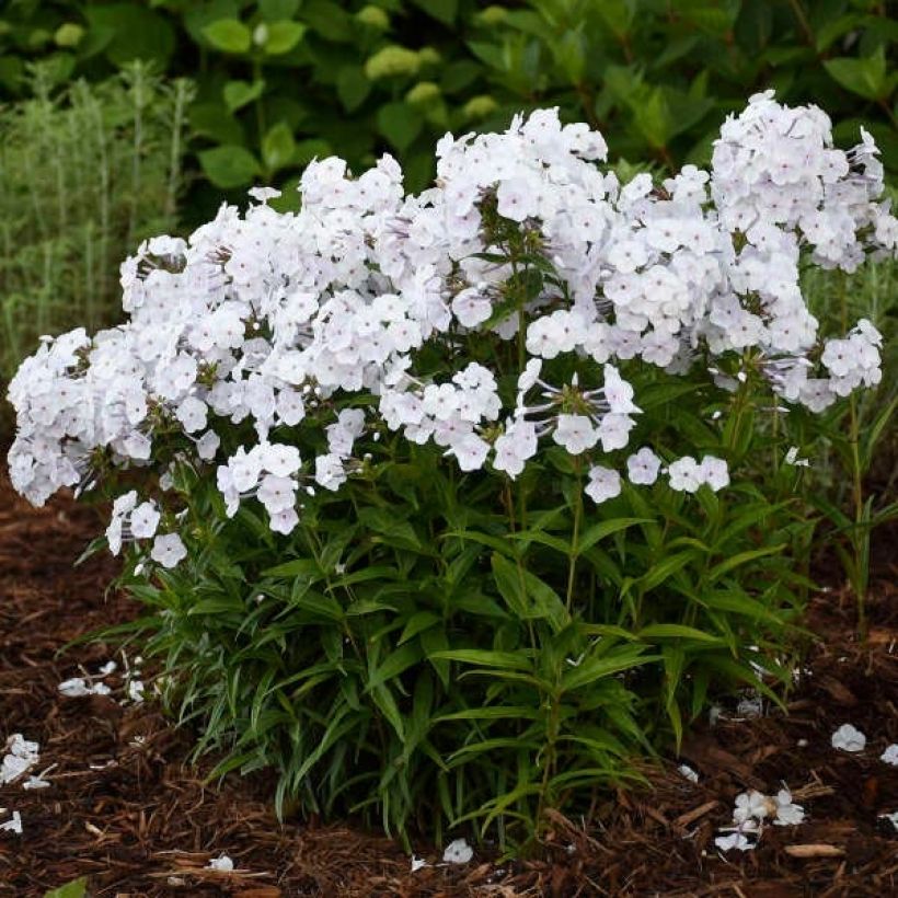 Phlox Fashionably Early Crystal - Vlambloem (Plant habit)