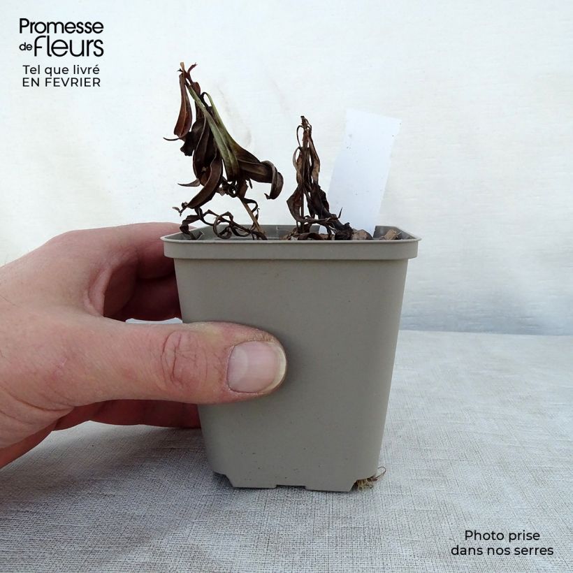 Example of Phlox Fashionably Early Crystal - Vlambloem Kweekpotje van 8/9 cm as you get in hiver