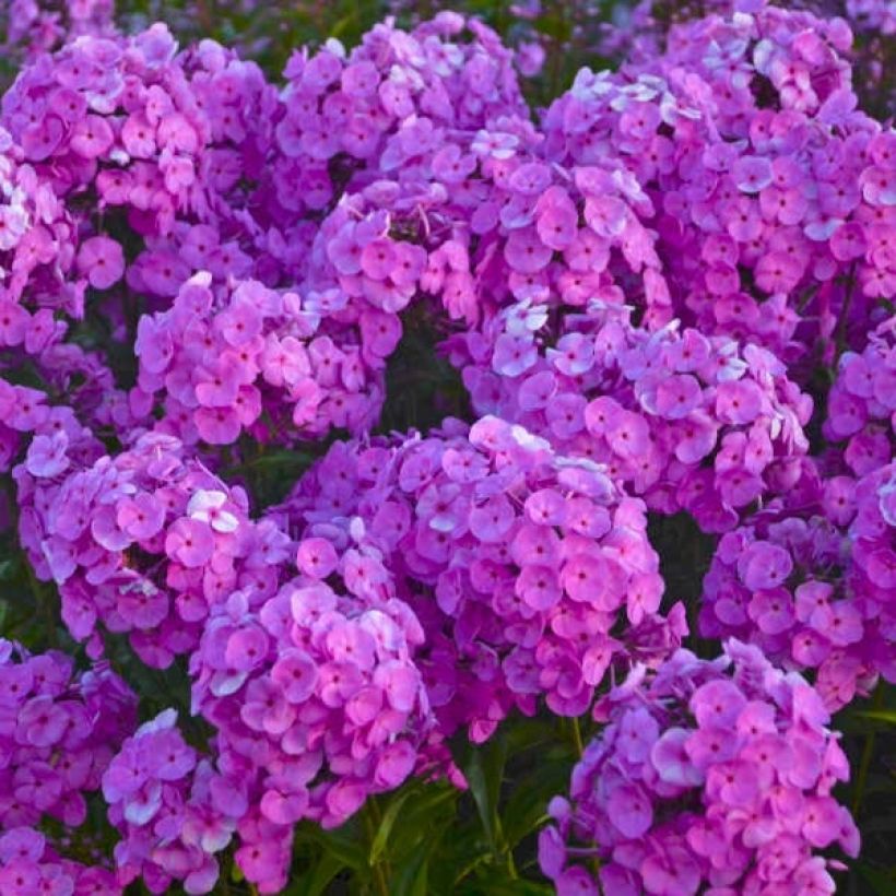 Phlox Fashionably Early Flamingo - Vlambloem (Flowering)