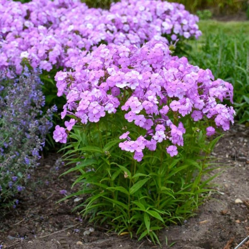 Phlox Fashionably Early Flamingo - Vlambloem (Plant habit)