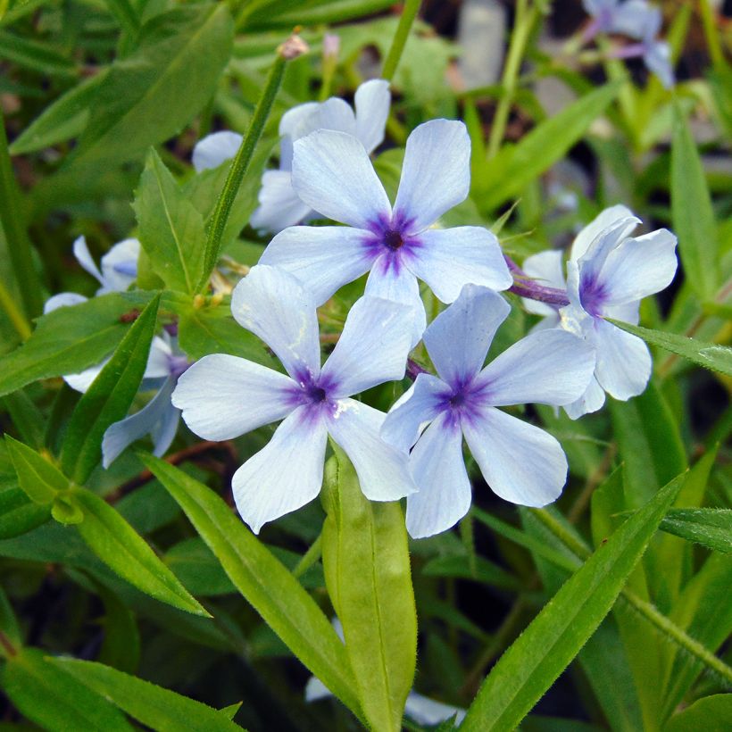 Phlox divaricata Chattahoochee - Voorjaarsvlambloem (Flowering)
