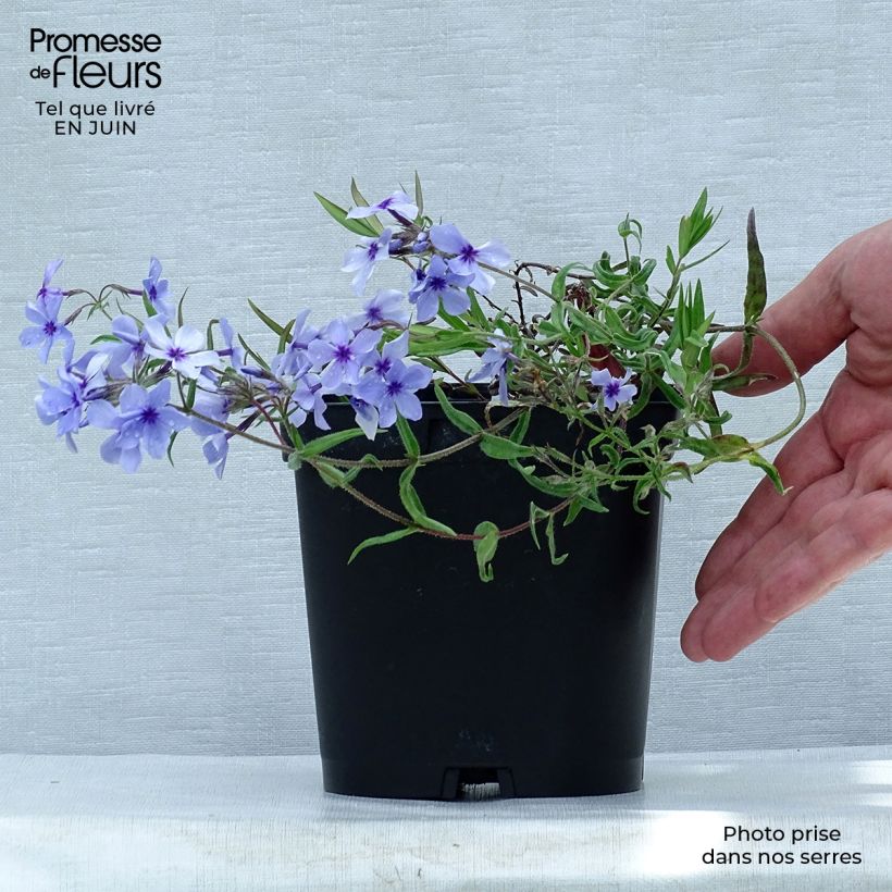 Exemplaar van Phlox divaricata Chattahoochee - Voorjaarsvlambloem Pot van 2 l/3 l zoals geleverd in de zomer