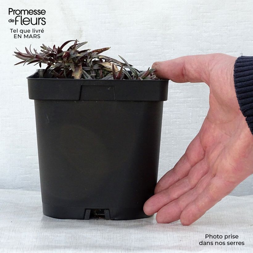 Exemplaar van Phlox divaricata Chattahoochee - Voorjaarsvlambloem Pot van 2 l/3 l zoals geleverd in de lente