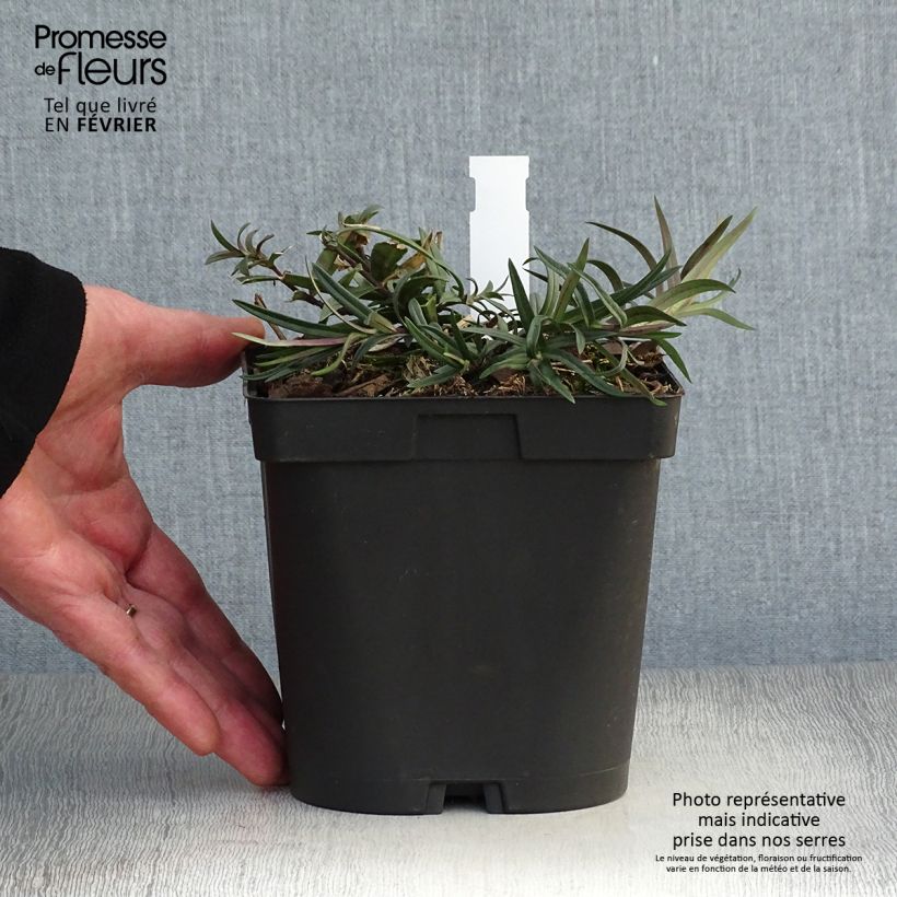 Example of Phlox divaricata Chattahoochee Pot van 2 l/3 l as you get in hiver