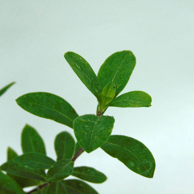 Phlox divaricata Clouds of Perfume - Voorjaarsvlambloem (Foliage)