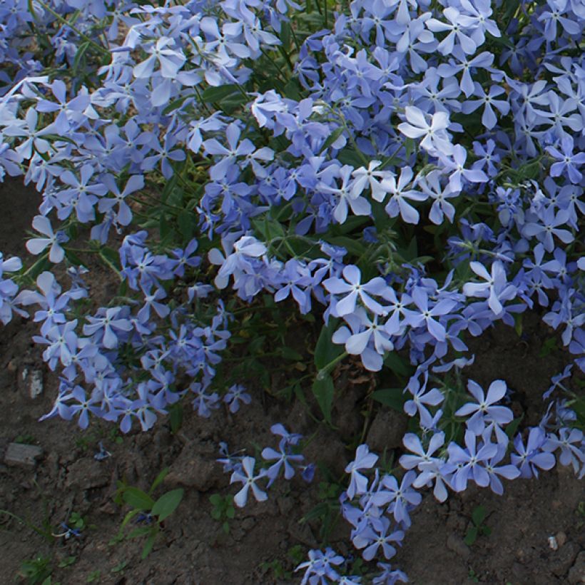 Phlox divaricata Clouds of Perfume - Voorjaarsvlambloem (Plant habit)