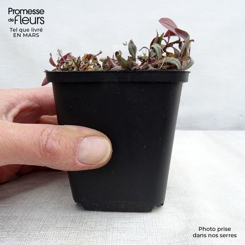 Exemplaar van Phlox divaricata Dirigo Ice - Voorjaarsvlambloem Kweekpotje van 8/9 cm zoals geleverd in de lente